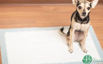 Design sem nome (2) Professional house cleaning service in Gold River, CA - How Pets Bring Spring Dirt into Homes in Gold River, CA