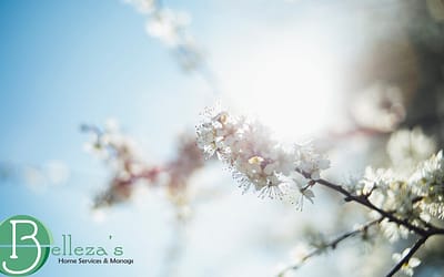 Design sem nome (5) How Spring Light Reveals Dust You Didnβt Notice Before - Bellezas Home Services blog